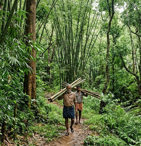 Bamboo & Forestry